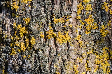 Tree bark texture