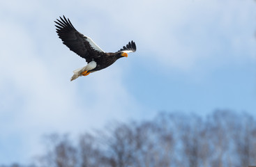 Adult Steller's sea eagle in flight. Winter Mountain background. Scientific name: Haliaeetus pelagicus. Natural Habitat. Winter Season.