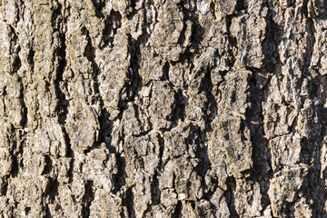 Tree bark texture