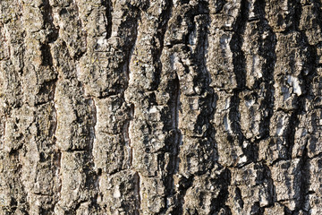Tree bark texture