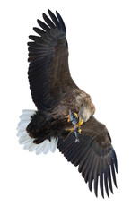 Adult White-tailed eagle with fish in flight. Isolated on White background. Scientific name: Haliaeetus albicilla, the ern, erne, gray eagle, Eurasian sea eagle and white-tailed sea-eagle.
