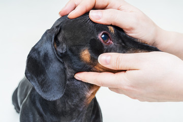 Veterinarian check on the eyes of a dog dachshund. conjunctivitis eyes of dog. Medical and Health...