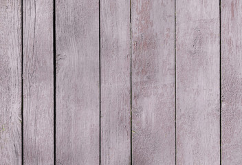 Pink Thistle old wooden fence. wood palisade background. planks texture, weathered surface
