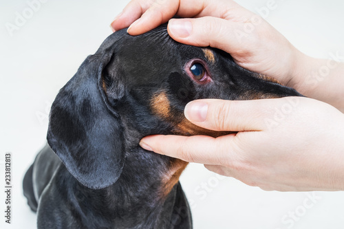 Veterinarian Check On The Eyes Of A Dog Dachshund Conjunctivitis Eyes Of  Dog Medical And Health Care Of Pet Concept Wall Mural-Irina