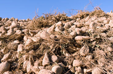 Agriculture / Plants: Close-up of a clamp of sugar beet on a sunny day in November
