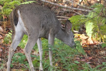 Deer. Shiloh Ranch Regional Park in southeast Windsor includes oak woodlands, forests of mixed evergreens, ridges with sweeping views of the Santa Rosa Plain, canyons, rolling hills, a shaded creek,.