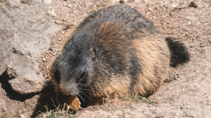 Portait of a cute groundhog