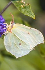 Macro of Brimstone butterfly on flower