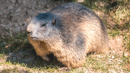 Portait of a cute groundhog