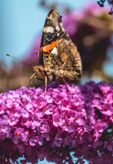 Macro of Red admiral butterfly on flower