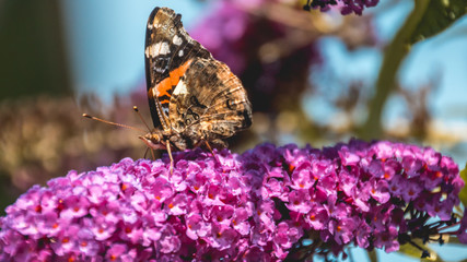Macro of Red admiral butterfly on flower