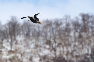 Diving eagle on the background of snow-capped mountains. Adult Steller's sea eagle in flight. Winter Mountain background. Scientific name: Haliaeetus pelagicus. Natural Habitat. Winter Season.