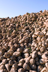 Agriculture / Plants: Close-up of a clamp of sugar beet on a sunny day in November