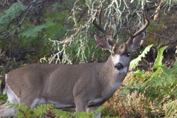 Deer. Shiloh Ranch Regional Park in southeast Windsor includes oak woodlands, forests of mixed evergreens, ridges with sweeping views of the Santa Rosa Plain, canyons, rolling hills, a shaded creek,.