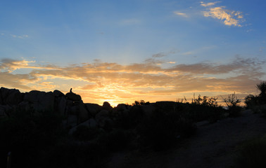 sunrise jumbo