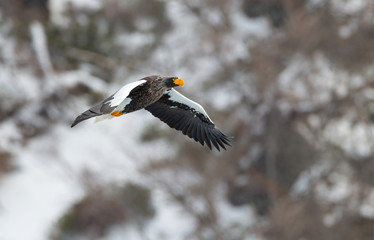 Adult Steller's sea eagle in flight. Winter Mountain background. Scientific name: Haliaeetus pelagicus. Natural Habitat. Winter Season.