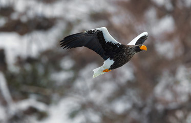 Adult Steller's sea eagle in flight. Winter Mountain background. Scientific name: Haliaeetus pelagicus. Natural Habitat. Winter Season.