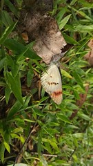 Butterfly nature