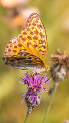 Macro of fritillary butterfly on flower