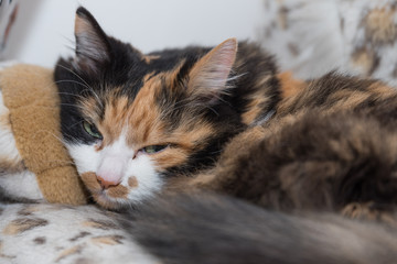 tricolor domestic cat enjoys - long haired cat