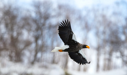 Adult Steller's sea eagle in flight. Winter Mountain background. Scientific name: Haliaeetus pelagicus. Natural Habitat. Winter Season.