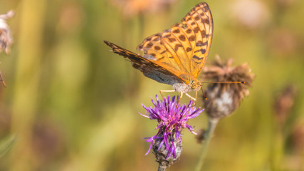 Fototapeta premium Macro of fritillary butterfly on flower