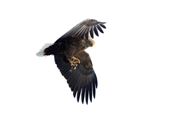 Adult White-tailed eagle with fish in flight. Isolated on White background. Scientific name: Haliaeetus albicilla, the ern, erne, gray eagle, Eurasian sea eagle and white-tailed sea-eagle.