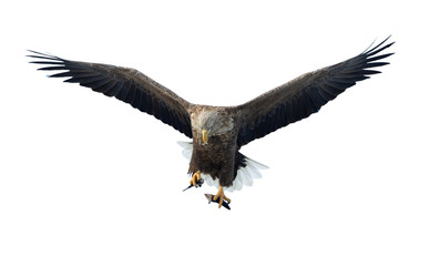 Adult White-tailed eagle with fish in flight. Isolated on White background. Scientific name: Haliaeetus albicilla, the ern, erne, gray eagle, Eurasian sea eagle and white-tailed sea-eagle.
