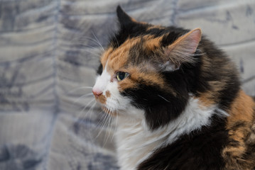 Portrait tricolor cat - look
