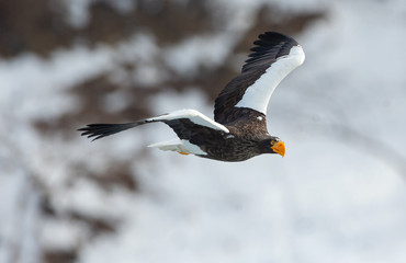 Adult Steller's sea eagle in flight. Winter Mountain background. Scientific name: Haliaeetus pelagicus. Natural Habitat. Winter Season.