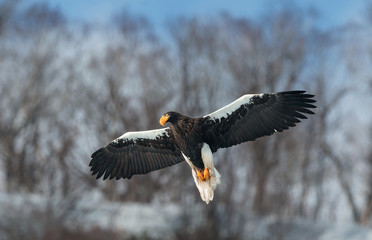 Adult Steller's sea eagle in flight. Winter Mountain background. Scientific name: Haliaeetus pelagicus. Natural Habitat. Winter Season.