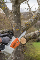 Cut at fruit tree - gardening