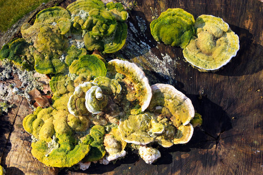 Baumpilz, Buckeltramete