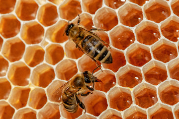 Taster on filled honey pots: Honey bees at work