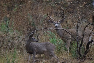 Deer. Shiloh Ranch Regional Park in southeast Windsor includes oak woodlands, forests of mixed evergreens, ridges with sweeping views of the Santa Rosa Plain, canyons, rolling hills, a shaded creek,.