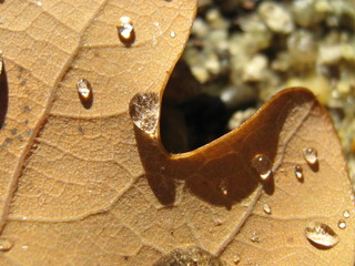 Fototapeta Krople deszczu na jesiennym liściu dębu obraz