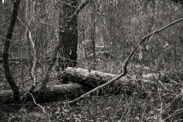 Dark Forest with Fallen Trees