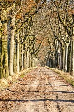 Trre lined dirt road near Zundert, The Netherlands on a sunny day in november