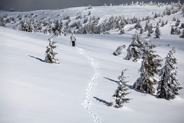 Snowy fir trees