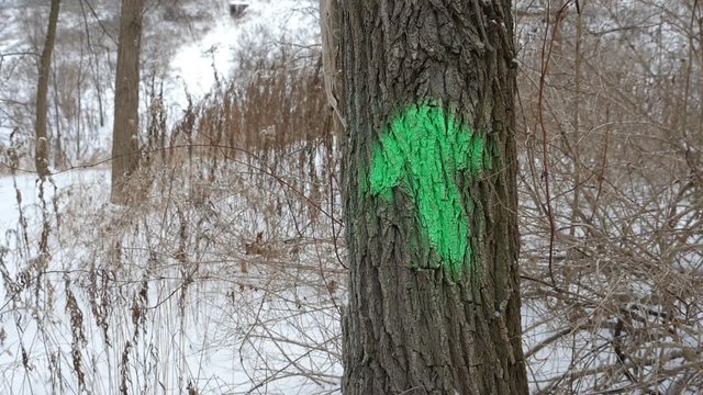 Green arrow on tree with slow motion snow falling. Closeup. Don Valley, Toronto. Handheld shot with stabilized camera.