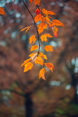 Gorgeous vibrant orange maple leaves
