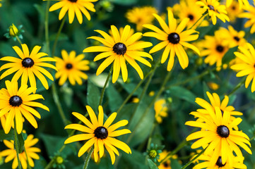 background of yellow daisies