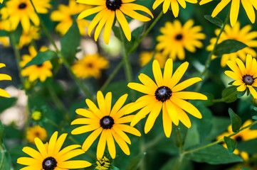 background of yellow daisies