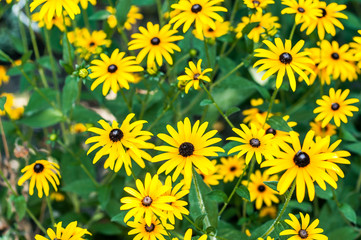 Fototapeta na wymiar Yellow daisies