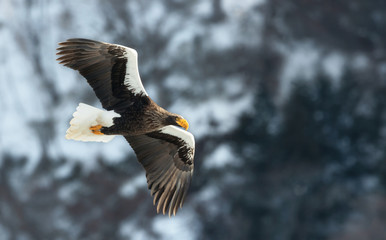 Adult Steller's sea eagle in flight. Winter Mountain background. Scientific name: Haliaeetus pelagicus. Natural Habitat. Winter Season.
