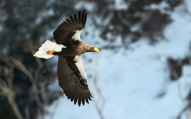 Adult Steller's sea eagle in flight. Winter Mountain background. Scientific name: Haliaeetus pelagicus. Natural Habitat. Winter Season.