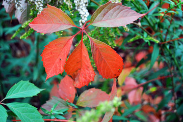 Wild grapes branches with red leaf on bright green blurry leaves background