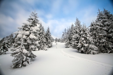 Snowy fir trees