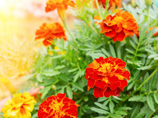 Red marigolds in a flower bed in the garden in the sun, close-up