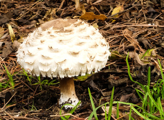 Autumn mushroom, Shaggy Parasol (Chlorophyllum rhacodes) newly formed on a pine needle litter. England.